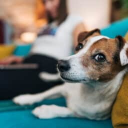 Cute jack russell dog relaxing on sofa while owner is working on laptop.
