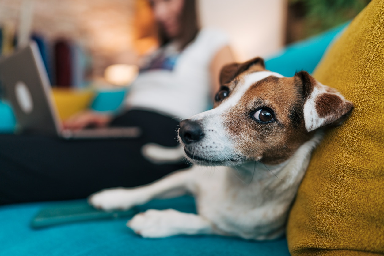 Cute jack russell dog relaxing on sofa while owner is working on laptop.